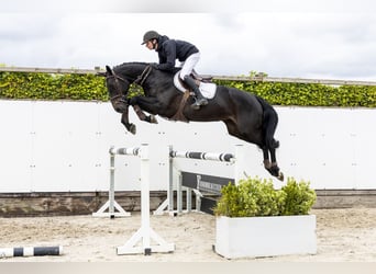 KWPN, Merrie, 5 Jaar, 167 cm, Zwart