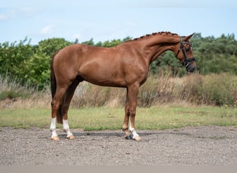 KWPN, Merrie, 5 Jaar, 168 cm, Bruin
