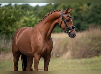 KWPN, Merrie, 5 Jaar, 168 cm, Bruin