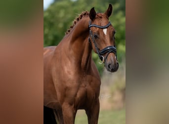 KWPN, Merrie, 5 Jaar, 168 cm, Bruin