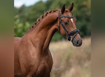 KWPN, Merrie, 5 Jaar, 168 cm, Bruin