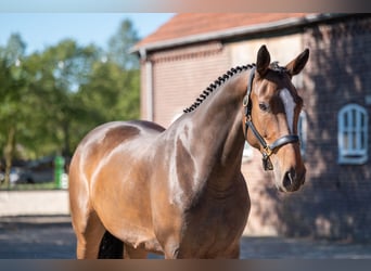 KWPN, Merrie, 5 Jaar, 168 cm, Bruin