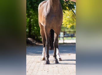KWPN, Merrie, 5 Jaar, 168 cm, Bruin