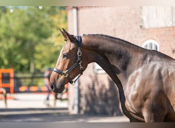 KWPN, Merrie, 5 Jaar, 168 cm, Bruin