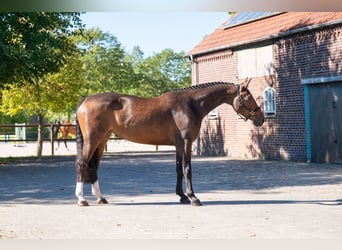 KWPN, Merrie, 5 Jaar, 168 cm, Bruin