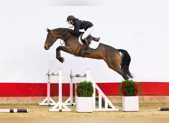 KWPN, Merrie, 5 Jaar, 168 cm, Bruin