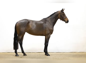 KWPN, Merrie, 5 Jaar, 168 cm, Bruin