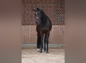 KWPN, Merrie, 5 Jaar, 168 cm, Donkerbruin