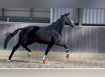 KWPN, Merrie, 5 Jaar, 168 cm, Donkerbruin