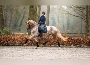 KWPN, Merrie, 5 Jaar, 168 cm, Gevlekt-paard