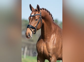 KWPN, Merrie, 5 Jaar, 168 cm, Lichtbruin