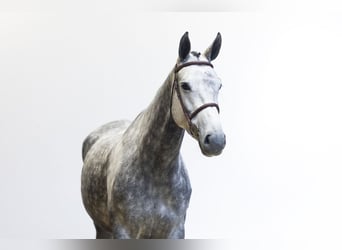 KWPN, Merrie, 5 Jaar, 168 cm, Schimmel