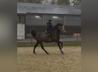 KWPN, Merrie, 5 Jaar, 168 cm