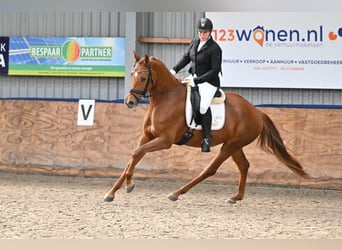 KWPN, Merrie, 5 Jaar, 168 cm, Vos