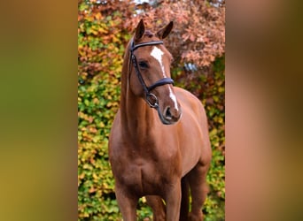 KWPN, Merrie, 5 Jaar, 168 cm, Vos