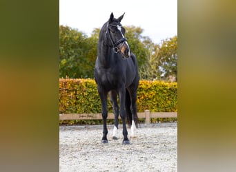 KWPN, Merrie, 5 Jaar, 168 cm, Zwartbruin