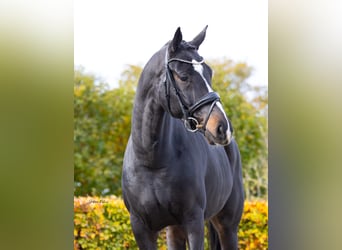 KWPN, Merrie, 5 Jaar, 168 cm, Zwartbruin