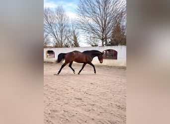KWPN, Merrie, 5 Jaar, 169 cm, Bruin