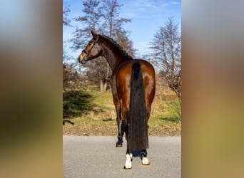 KWPN, Merrie, 5 Jaar, 169 cm, Bruin