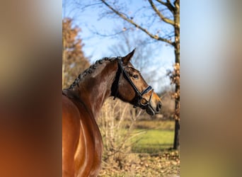 KWPN, Merrie, 5 Jaar, 169 cm, Bruin
