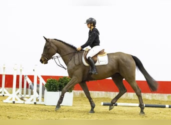 KWPN, Merrie, 5 Jaar, 169 cm