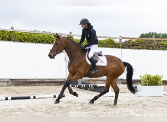 KWPN, Merrie, 5 Jaar, 169 cm