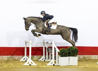 KWPN, Merrie, 5 Jaar, 169 cm