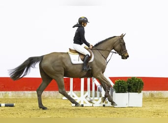 KWPN, Merrie, 5 Jaar, 169 cm