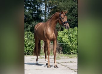 KWPN, Merrie, 5 Jaar, 169 cm, Vos