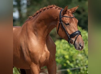 KWPN, Merrie, 5 Jaar, 169 cm, Vos