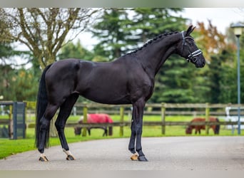 KWPN, Merrie, 5 Jaar, 169 cm, Zwart