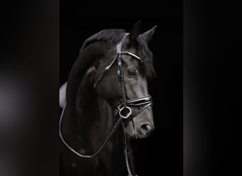 KWPN, Merrie, 5 Jaar, 169 cm, Zwart