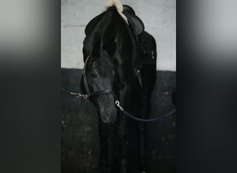 KWPN, Merrie, 5 Jaar, 169 cm, Zwart