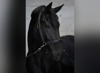 KWPN, Merrie, 5 Jaar, 169 cm, Zwart