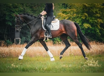 KWPN, Merrie, 5 Jaar, 169 cm, Zwartbruin