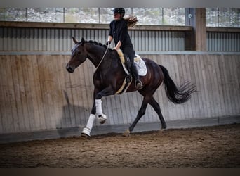 KWPN, Merrie, 5 Jaar, 169 cm, Zwartbruin