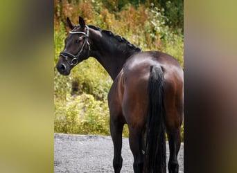 KWPN, Merrie, 5 Jaar, 169 cm, Zwartbruin