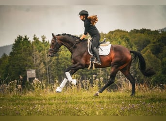 KWPN, Merrie, 5 Jaar, 169 cm, Zwartbruin
