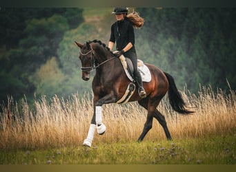 KWPN, Merrie, 5 Jaar, 169 cm, Zwartbruin