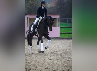 KWPN, Merrie, 5 Jaar, 169 cm, Zwartbruin