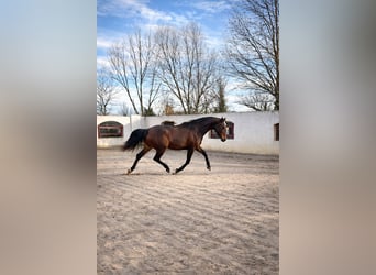 KWPN, Merrie, 5 Jaar, 170 cm, Bruin