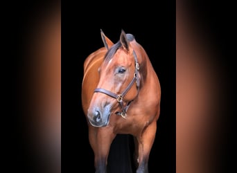 KWPN, Merrie, 5 Jaar, 170 cm, Bruin