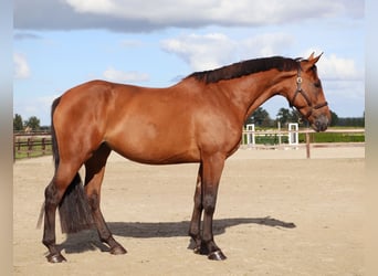 KWPN, Merrie, 5 Jaar, 170 cm, Bruin