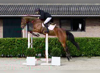 KWPN, Merrie, 5 Jaar, 170 cm, Bruin