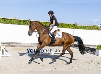 KWPN, Merrie, 5 Jaar, 170 cm, Bruin