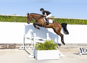 KWPN, Merrie, 5 Jaar, 170 cm, Bruin