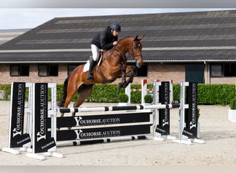 KWPN, Merrie, 5 Jaar, 170 cm, Bruin