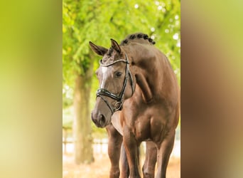KWPN, Merrie, 5 Jaar, 170 cm