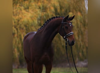 KWPN, Merrie, 5 Jaar, 170 cm, Roodbruin