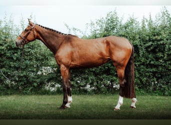 KWPN, Merrie, 5 Jaar, 170 cm, Roodbruin